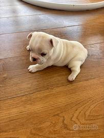 Bulldog francese colorazione esotica