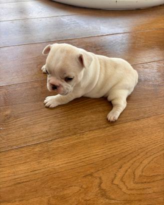 Bulldog francese colorazione esotica