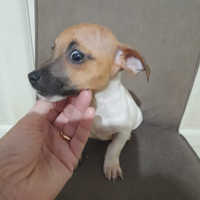 Cucciola di jack russell