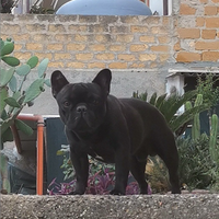 Bulldog Francese disponibile per Monta