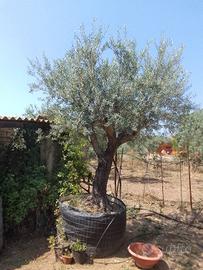 alberi di olivo 