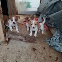 Cuccioli di Jack russel