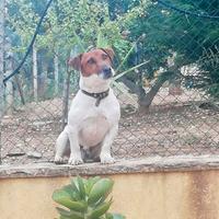 Jack Russell terrier cuccioli