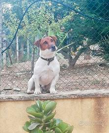 Jack Russell terrier cuccioli