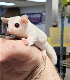 Baby Petauro Bianco