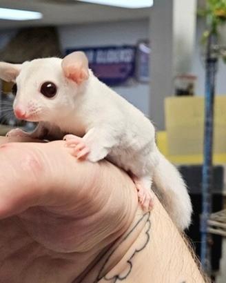 Baby Petauro Bianco