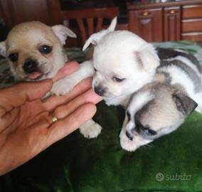 Chihuahua cuccioli miny pura razza stupendi