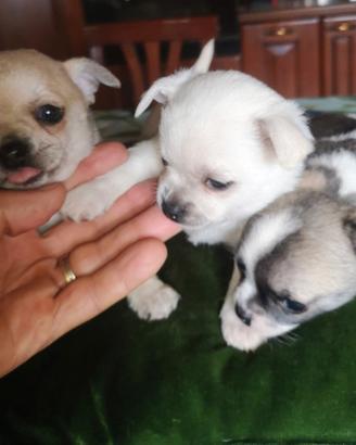 Chihuahua cuccioli miny pura razza stupendi