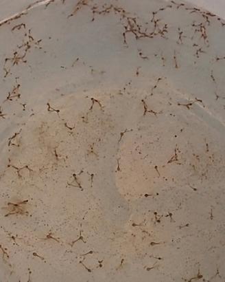Corydoras Bronze – prenotazioni per novembre
