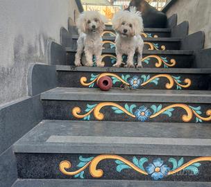 Maltese