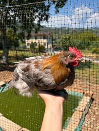Galletti marans nero e blu ramato e olive egger