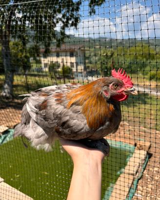 Galletti marans nero e blu ramato e olive egger