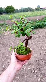 bonsai di portulacaria Afra 
