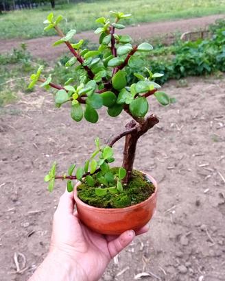 bonsai di portulacaria Afra 