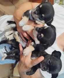 Chihuahua