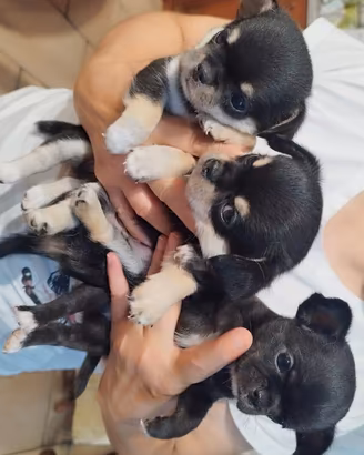 Chihuahua