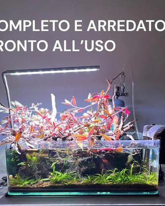 Acquario