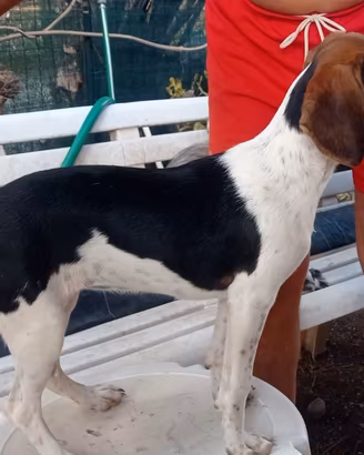 Cane da caccia