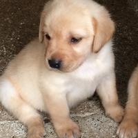 Cuccioli Labrador retriver