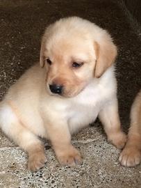 Cuccioli Labrador retriver