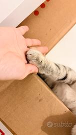 Gatto del Bengala