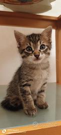 Gattino