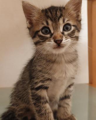 Gattino