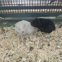 Criceti europei dorati