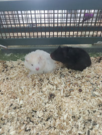 Criceti europei dorati