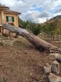 Legna da ardere da albero abbattuto