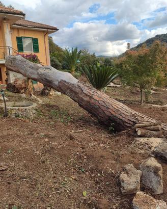 Legna da ardere da albero abbattuto