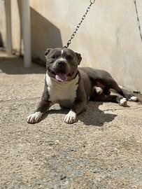 Cuccioli Pitbull