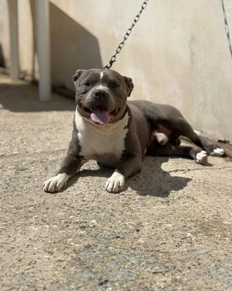 Cuccioli Pitbull