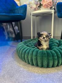 Chihuahua toy mini pelo lungo
