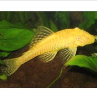 Ancistrus gold, giallo