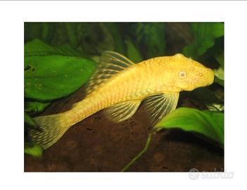 Ancistrus gold, giallo