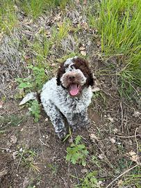 Lagotto romagnolo