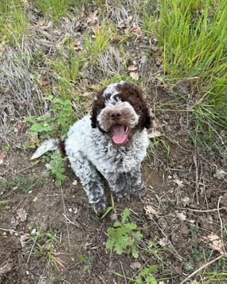 Lagotto romagnolo