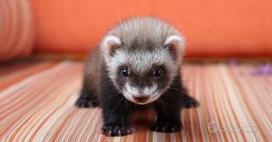 Cucciolo di furetto