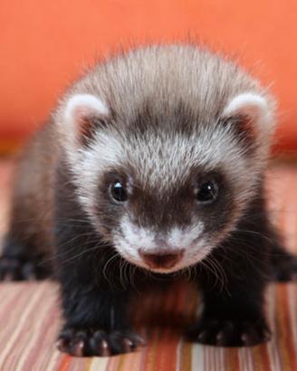 Cucciolo di furetto