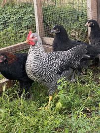 Gallo