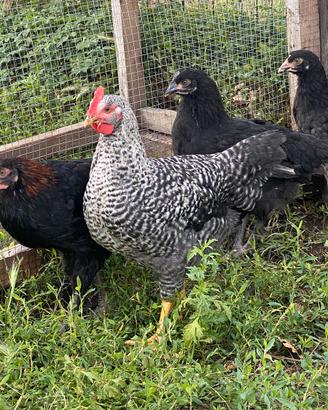 Gallo