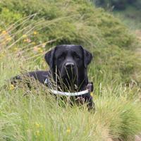 Labrador per accoppiamento