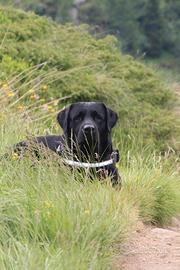 Labrador per accoppiamento