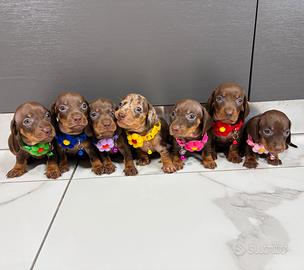 Bassotto femmina maschio CIOCCOLATO pedigree Enci
