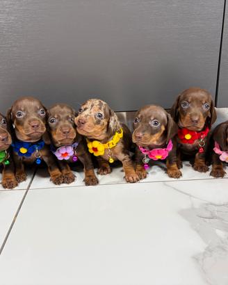 Bassotto femmina maschio CIOCCOLATO pedigree Enci
