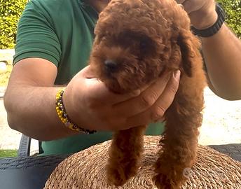 Disponibile barboncino toy