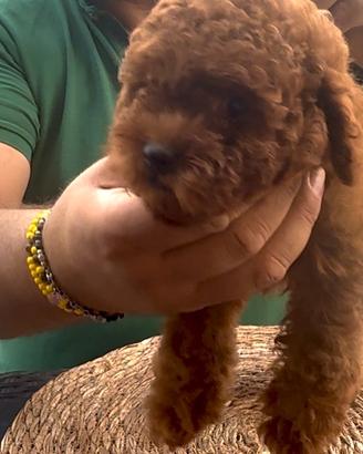 Disponibile barboncino toy