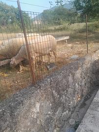 Pecora