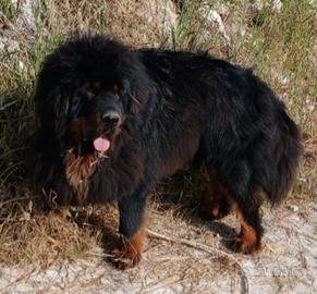 Coppia di mastini tibetani